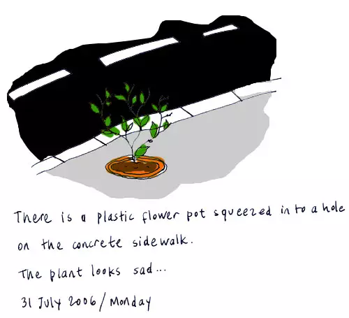 There is a plastic flower pot squeezed into a hole on the concrete sidewalk. The plant looks sad...