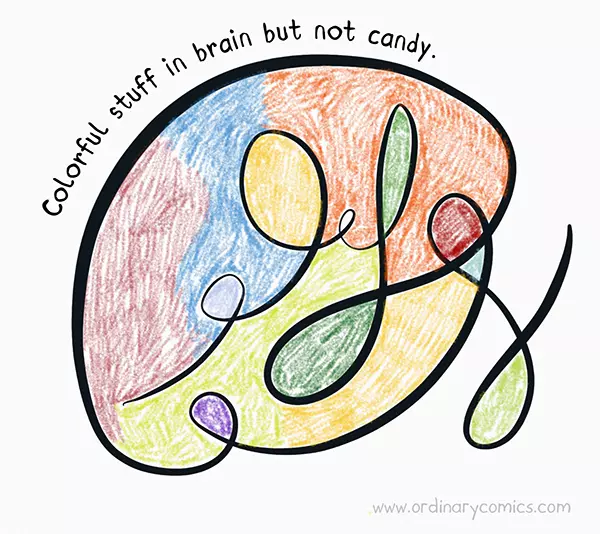 Colorful stuff in brain but not candy.